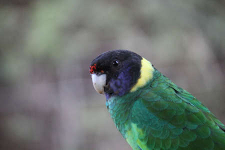 Beautiful Bird Plummage Close Upの写真素材