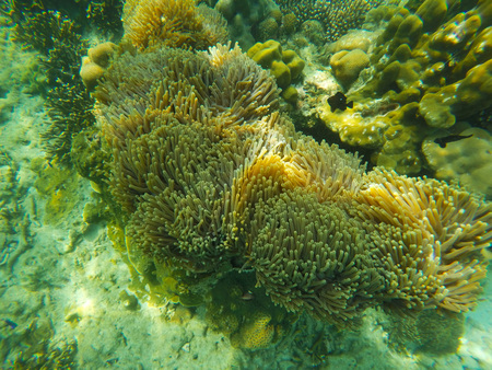 Sea Anemones in the seaの写真素材