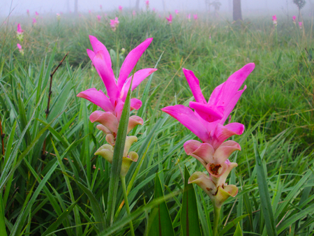 Siam Tulip or Curcuma sessilisの写真素材