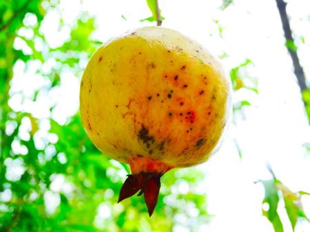 Pomegranateの写真素材