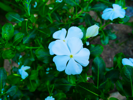 Catharanthus roseusの写真素材