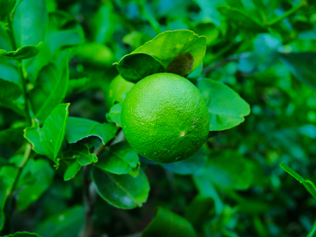 The lime close upの写真素材