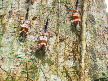 Pyrops candelariaの写真素材