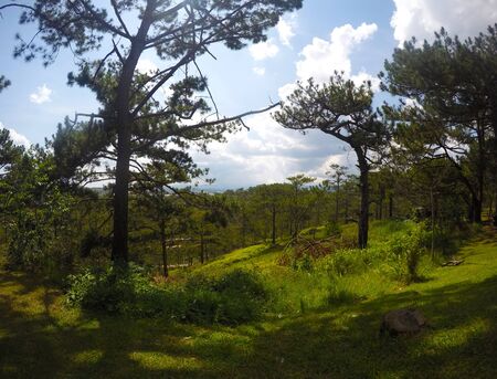 Many pines in Dalat, Vietnamの写真素材