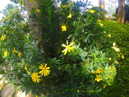 Tithonia diversifolia in the garden.の写真素材