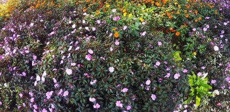 Colorful blooming daisy in the garden.の写真素材