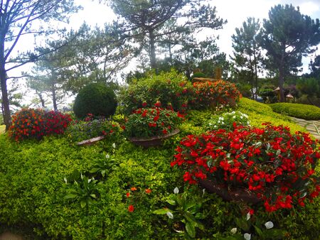 Colorful variety of flowers in the garden.の写真素材