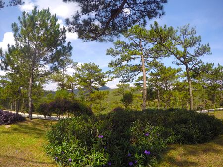 Many pines in Dalat, Vietnamの写真素材