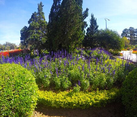 Flowered meadow with Blue lupines field in the garden.の写真素材