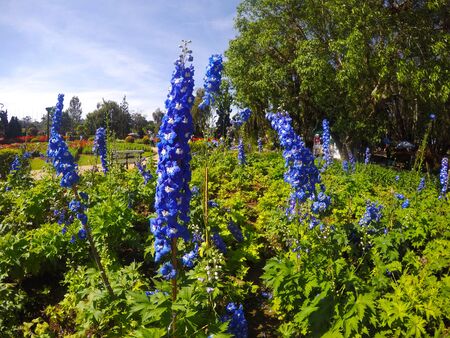 Flowered meadow with Blue lupines field in the garden.の写真素材