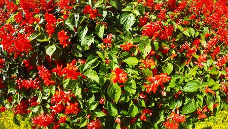 Red salvia flowers in the gardenの写真素材