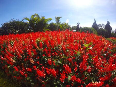 Red salvia flowers in the gardenの写真素材