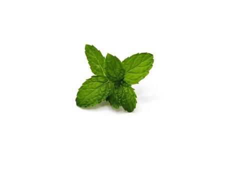 peppermint on white backgroundの写真素材