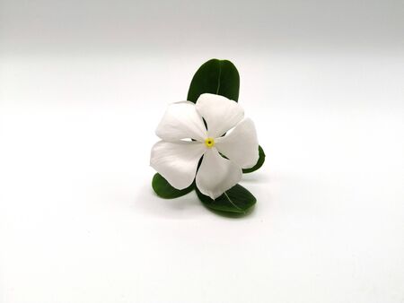Madagascar periwinkle or Vinca or Old maid or Cayenne jasmine or Rose periwinkle on white background.の写真素材