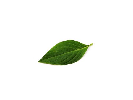 Green Fresh garden basil Isolated on white backgroundの写真素材