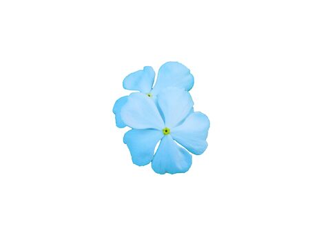 Beautiful white watercress flower on white background.の写真素材