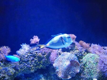 The sohal surgeonfish or sohal tang is swimming with soft corals in the sea.の写真素材