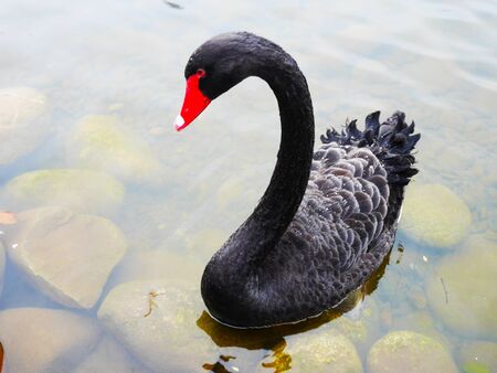 Black Swan (Cygnus atratus) is swimming in the lake.の写真素材