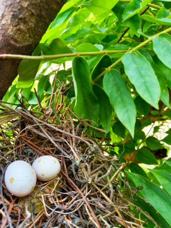 Two white eggs of the dove on the hay bird.の写真素材