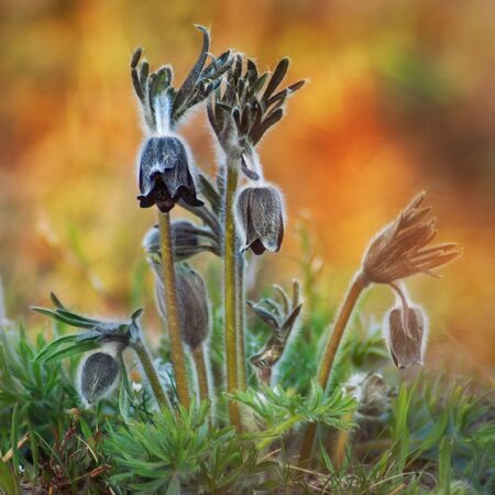 Group of black pulsatilla flowersの写真素材