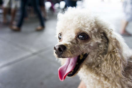 Poodle dogの写真素材