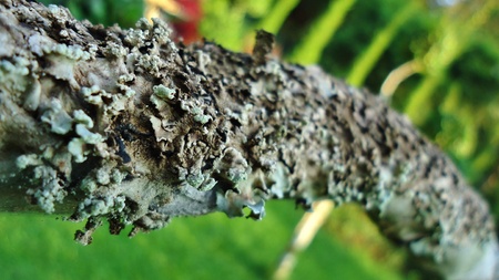 bark trunk and fungi