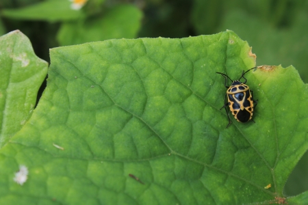 beautiful bug on leaf