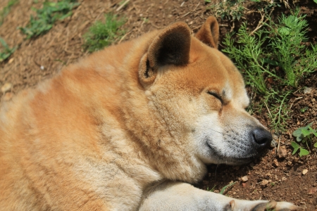 Dog sleep on the groundの写真素材