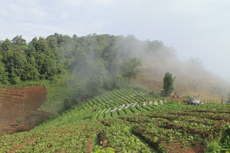 Fog on the farm and forestの写真素材