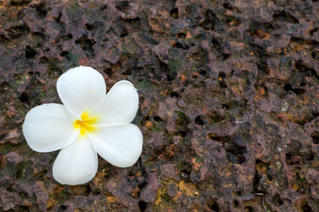 Frangipani flower fallen on the  laterite stoneの写真素材