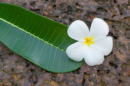 Frangipani flower and leaf on the laterite stoneの写真素材