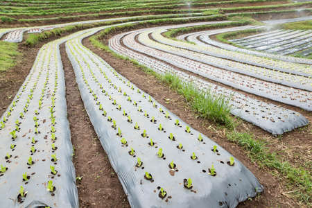 Lettuce in agriculture bed on hill.