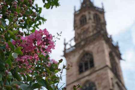 Pink blossom in spring and church on the backgroundの写真素材