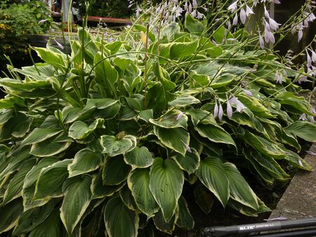 Flowers and plants in early summerの写真素材