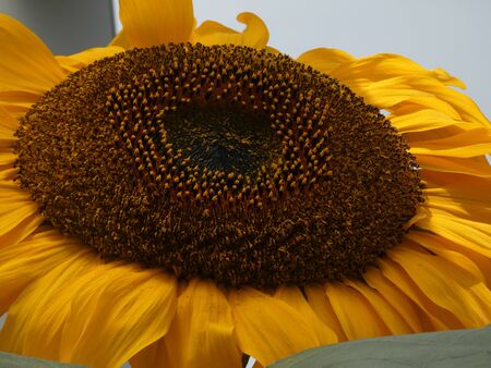 Sunflower 2 looking aheadの写真素材