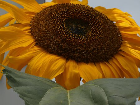 Sunflower 3 looking aheadの写真素材