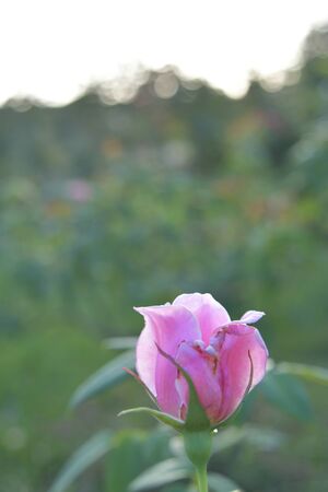 Hattori Green Space First Love Bokehの写真素材