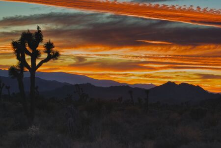 Joshua Tree Sunsetの写真素材