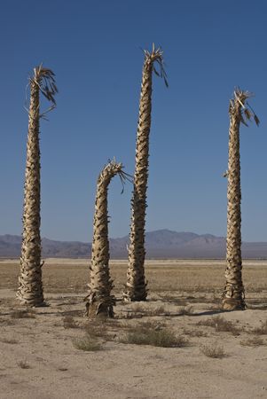 Failed Developmentの写真素材