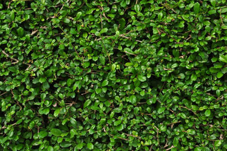 Fukien Tea leafs pattern in the garden の写真素材
