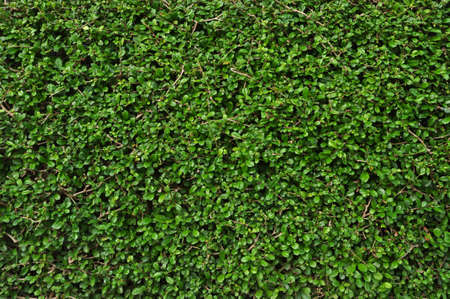 Green leaves wall texture background Fukien Tea treeの写真素材