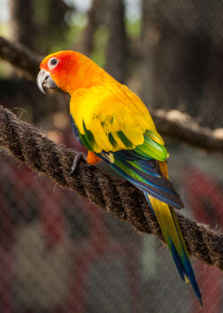 An orange sun conure perching on a rope