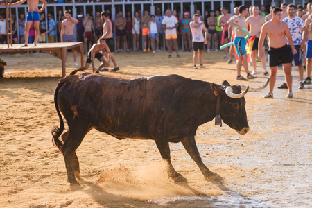 Bull being teased by brave young men in arena after the traditional spanish running-with-the-bulls during fiesta in the streets of Denia, Spainのeditorial素材