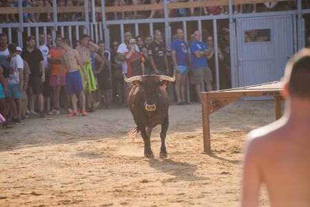 Bull being teased by brave young men in arena after the traditional spanish running-with-the-bulls during fiesta in the streets of Denia, Spainのeditorial素材