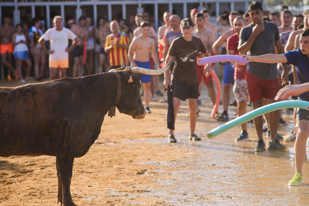 Bull being teased by brave young men in arena after the traditional spanish running-with-the-bulls during fiesta in the streets of Denia, Spainのeditorial素材
