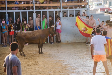 Bull being teased by brave young men in arena after the traditional spanish running-with-the-bulls during fiesta in the streets of Denia, Spainのeditorial素材