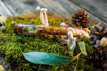 Close-up of molecular modern cuisine dish placed in a glass flask and decorated with mushrooms, cone and moss . Wooden background. Molecular cuisineの写真素材
