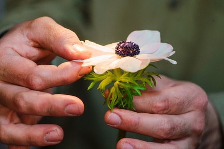 Close-up of male hands playing he loves me, he loves me not game with a small pastel flower. Floral...