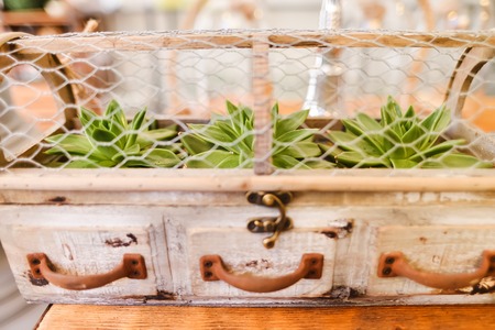 Close-up of green plants in drawer. Wedding decorations. Flower shopの写真素材