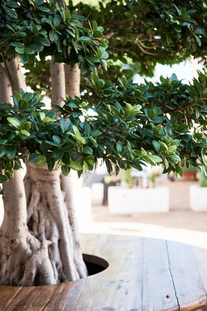 Bonsai green tree at the Denia Spainの写真素材